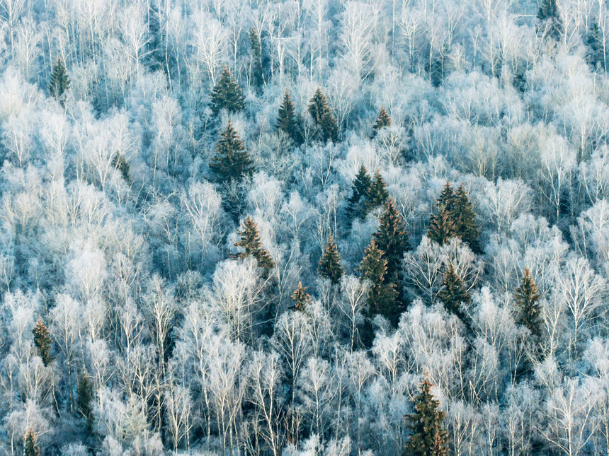 Зимний лес, вид с вертолета